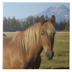 Cascade Range   Chestnut Horse Tile