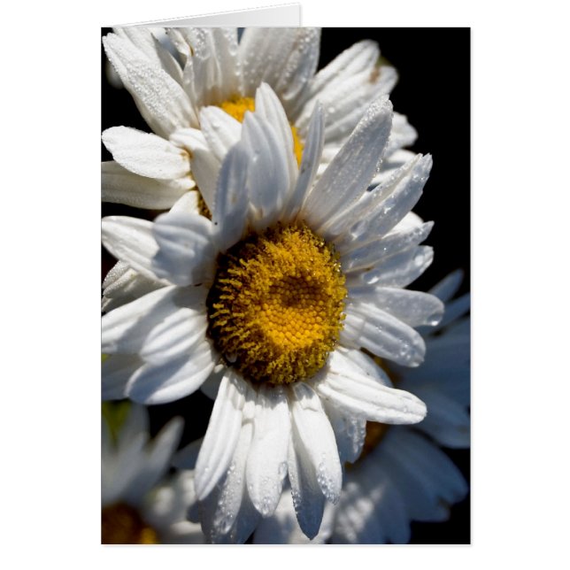 Cascading Daisy (Front)