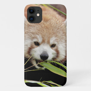 Case Photo red panda, panda roux , animals.