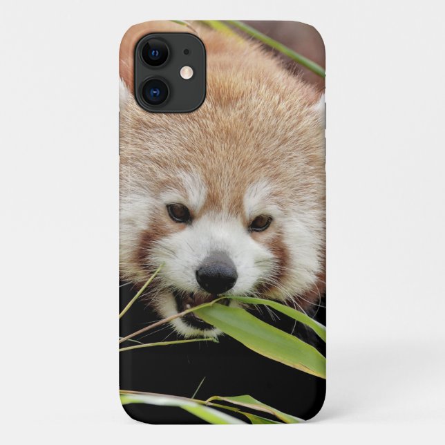 Case Photo red panda, panda roux , animals. (Back)