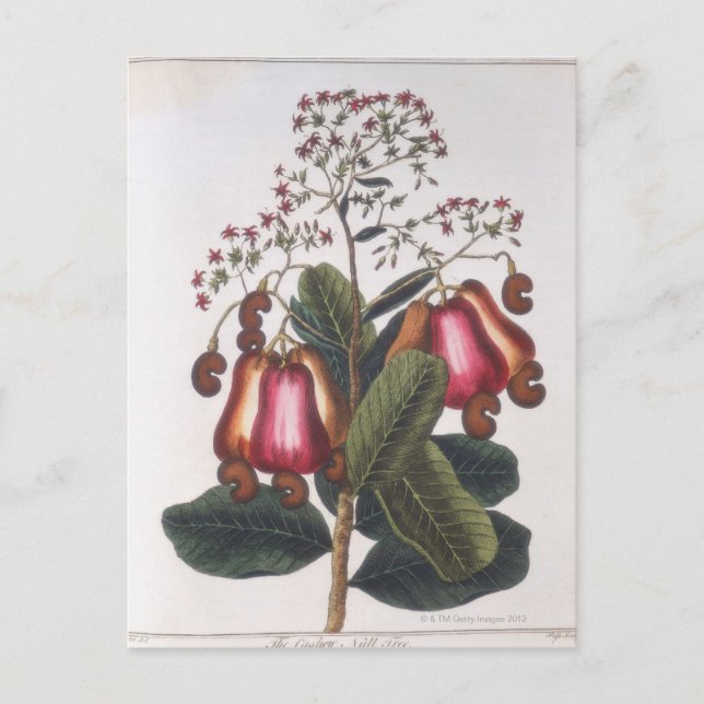 Cashew nut postcard (Front)