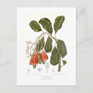 Cashew Postcard