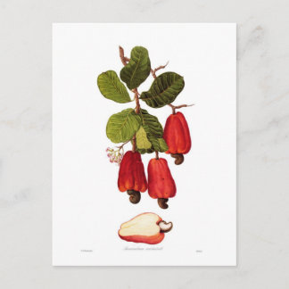 Cashew Postcard