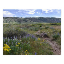 Casper Mountain Seasons - Summer Wildflowers 