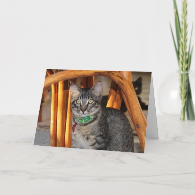 Caspian Adorable Cat Anniversary Card (Front)