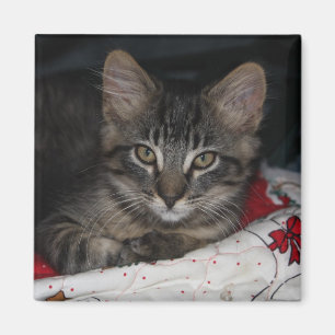 Caspian Cosy Christmas Magnet