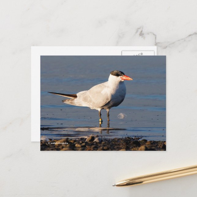 Caspian Tern Seabird at the Beach Postcard (Front/Back In Situ)