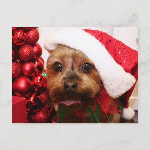 Cassie - Yorkshire Terrier - Scharr Postcard