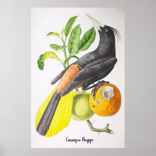Cassique Huppe -  Birds of Brazil  Poster