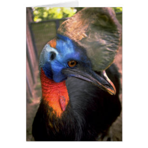 Cassowary
