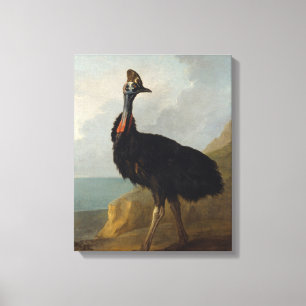Cassowary (Australian Bird) (Wild Animal Art) Canvas Print