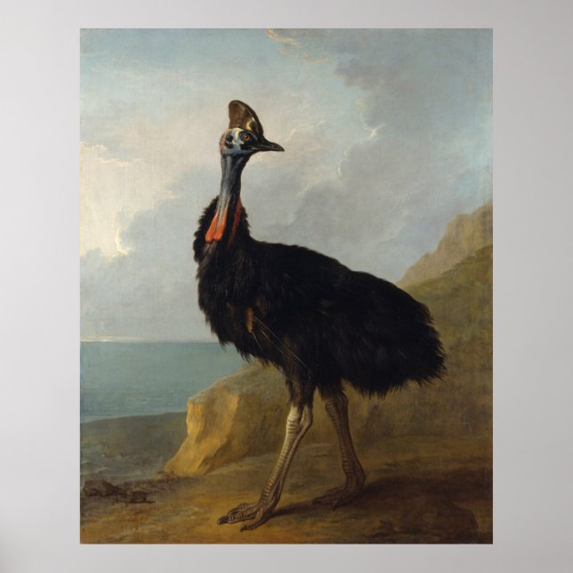 Cassowary (Australian Bird) (Wild Animal Art) Poster (Front)