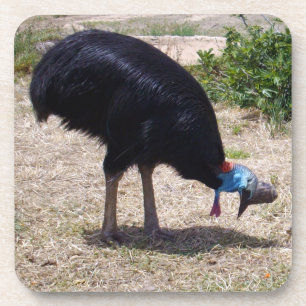 Cassowary Bird Bug Eliminator,   Coaster