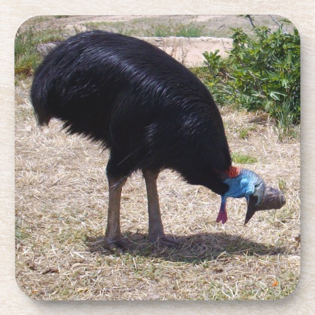 Cassowary Bird Bug Eliminator,   Coaster (Front)