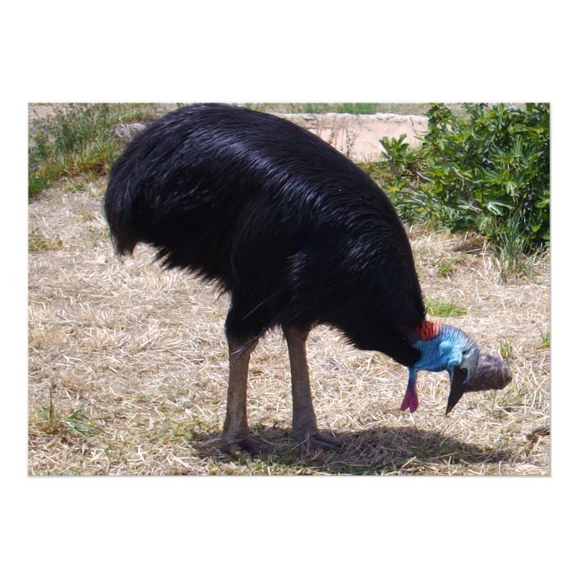 Cassowary Bird Bug Eliminator,  Photo Print (Front)