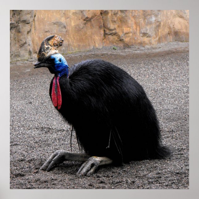 Cassowary in springtime poster (Front)