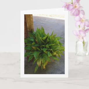 Cast Iron Plant Card