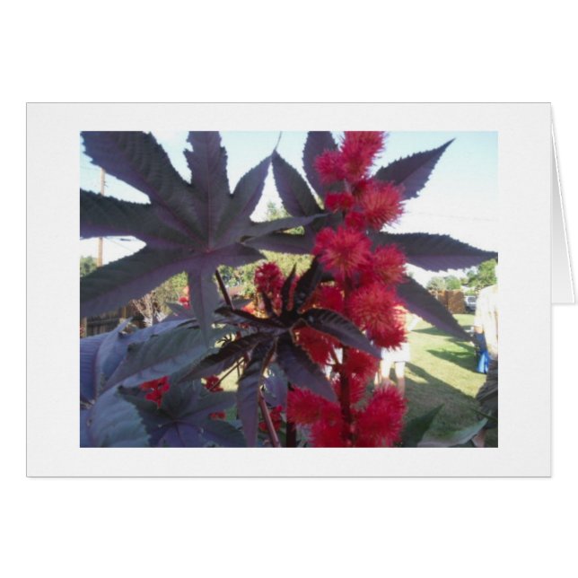 Castor Bean Universal Card (Front Horizontal)
