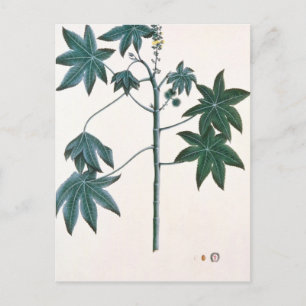 Castor oil plant, c.1801-4 postcard