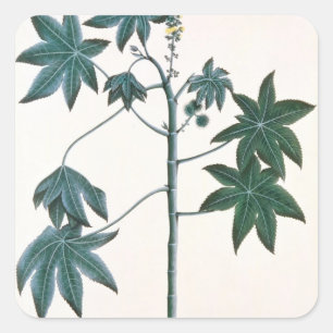 Castor oil plant, c.1801-4 square sticker