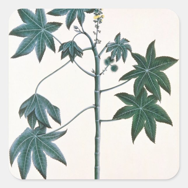 Castor oil plant, c.1801-4 square sticker (Front)