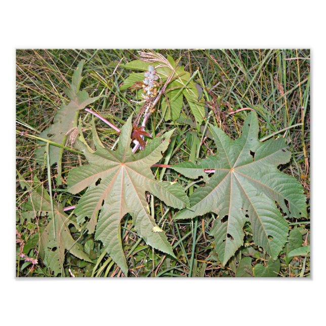 Castor oil plant Ricinus communis Photo Print (Front)
