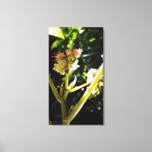 Castor tree flower , bloom canvas print