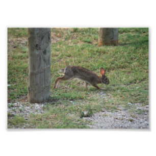 Casual Bunny Photo Print