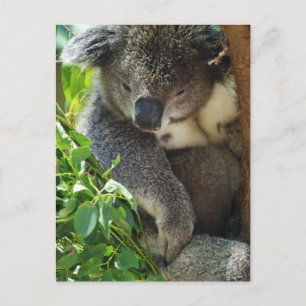Casual Koala Postcard