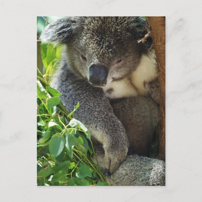 Casual Koala  Postcard (Front)