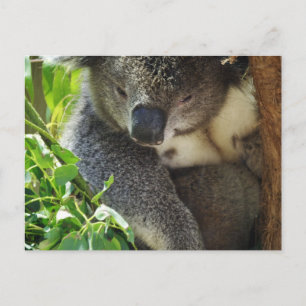 Casual Koala  Postcard