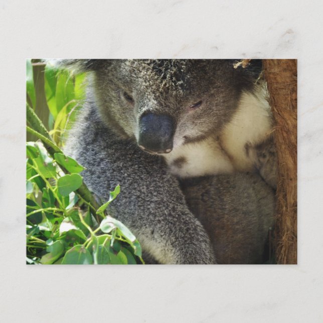 Casual Koala  Postcard (Front)