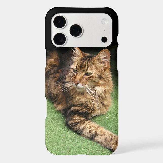 Cat (Back)
