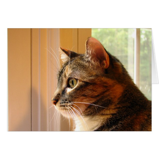 Cat (Front Horizontal)