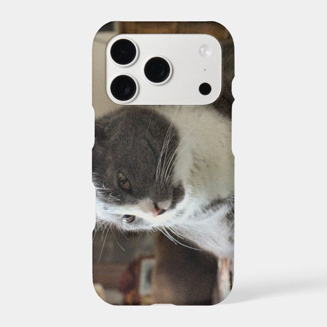 Cat (Back)
