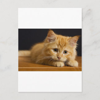 cat9.jpg postcard