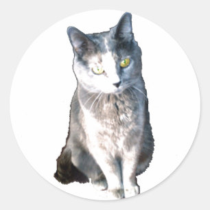 Cat 11  Stickers