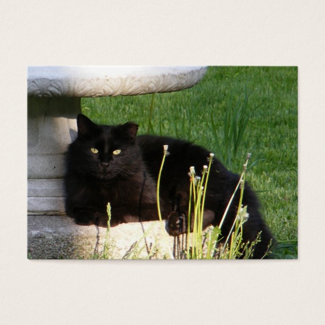 Cat 120 ~ ATC (Front)