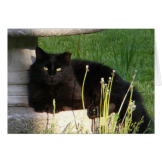 Cat 120 ~ card