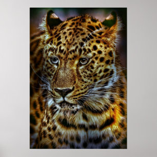 cat-301154 WILD BIG CAT LEOPARD ANIMAL PHOTOGRAPHY Poster