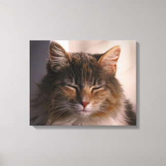 Cat Afternoon Meditation Canvas Print