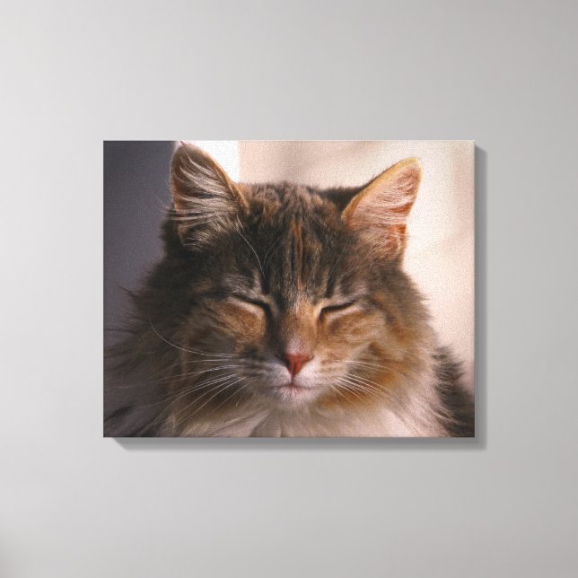Cat Afternoon Meditation Canvas Print (Front)