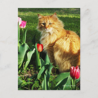 Cat Among the Tulips Postcard