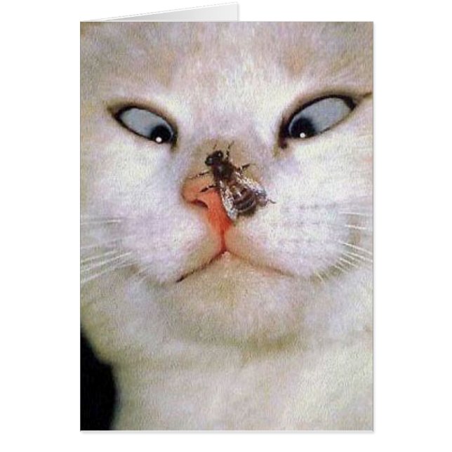 Cat and Bee/all occasion (Front)