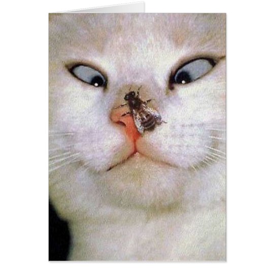 Cat and Bee/all occasion Card