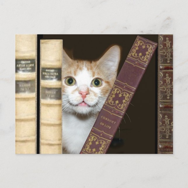 Cat and books postcard (Front)