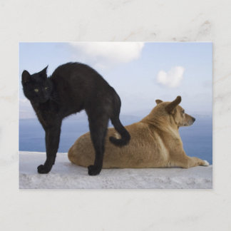 Cat and dog postcard