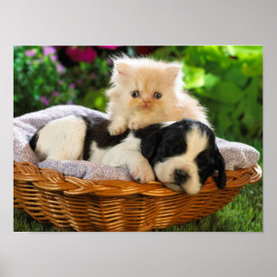 Cat and dog poster