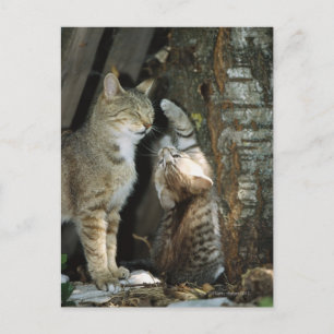Cat and Kitten by Tree Postcard