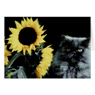 Cat and Sunflower